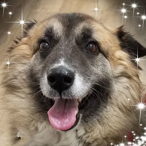 Meet your Posher, Kat